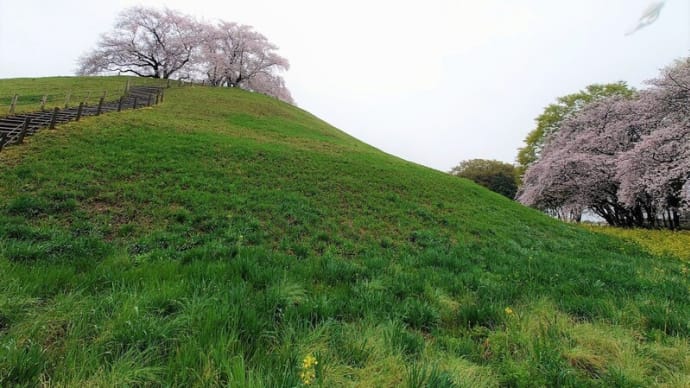 花見、さきたま古墳公園で