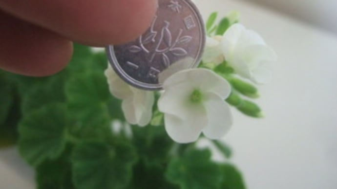 ゼラの花を眺めて懐かしく思う・・
