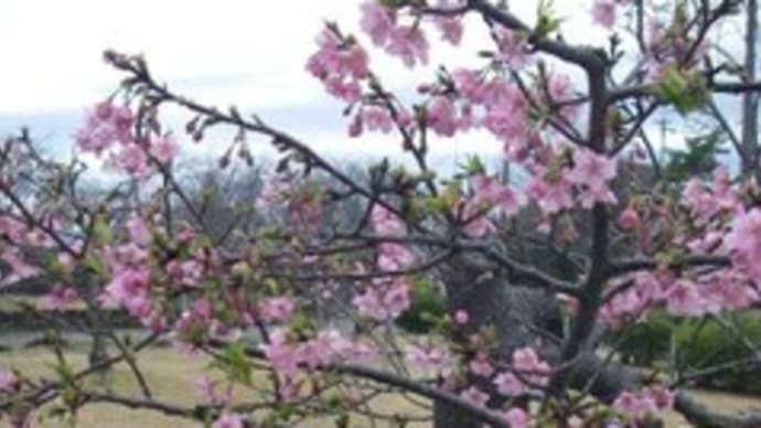 河津桜の開花と散歩