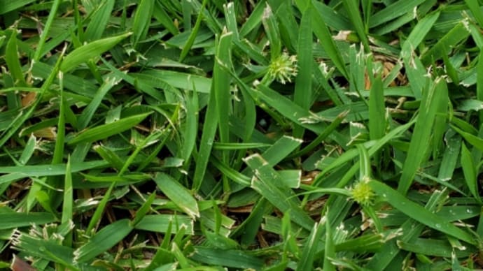 芝生に埋もれ隠れている雑草、ヒメクグ退治