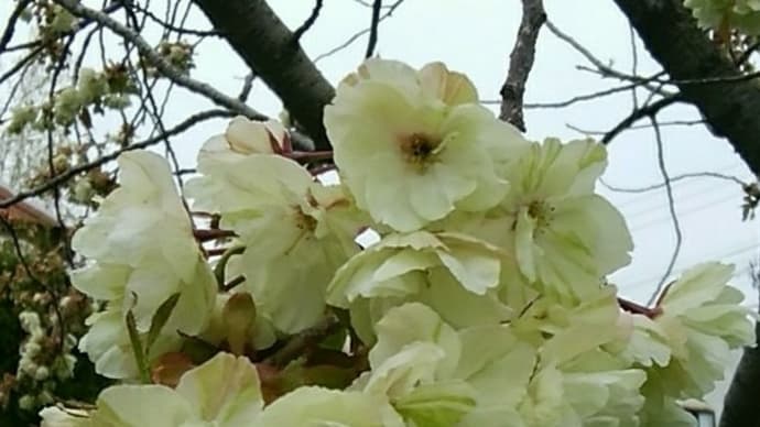 散歩道の鬱金桜