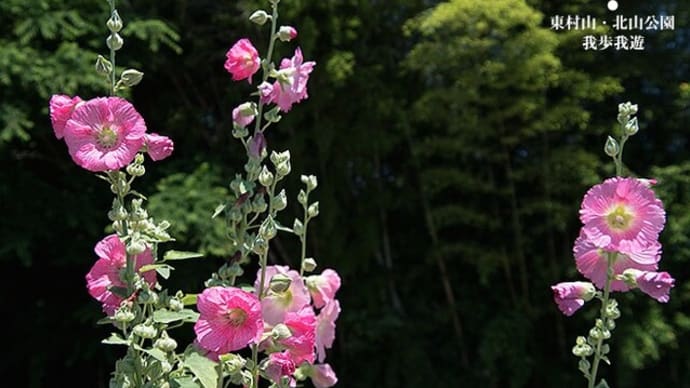 涼しげに・・・。