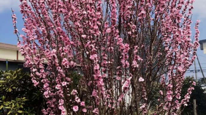 春はあけぼの・・・・・