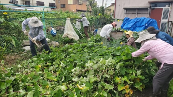 畑の活動