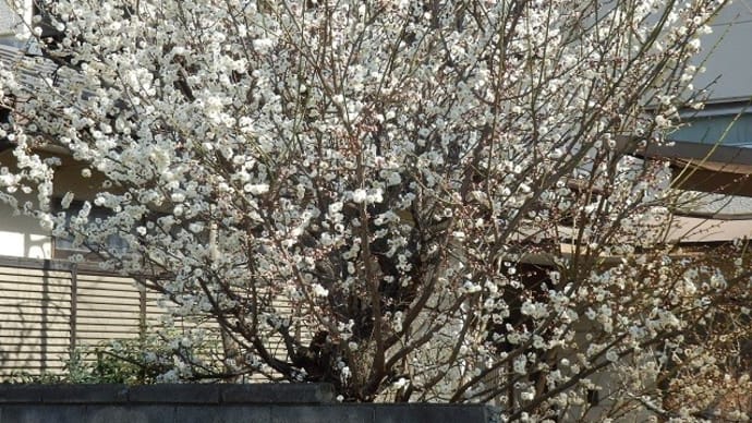 早咲きの白梅はいま満開！