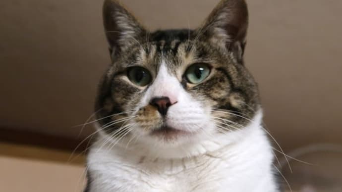 我が家のハチ 猫の習性