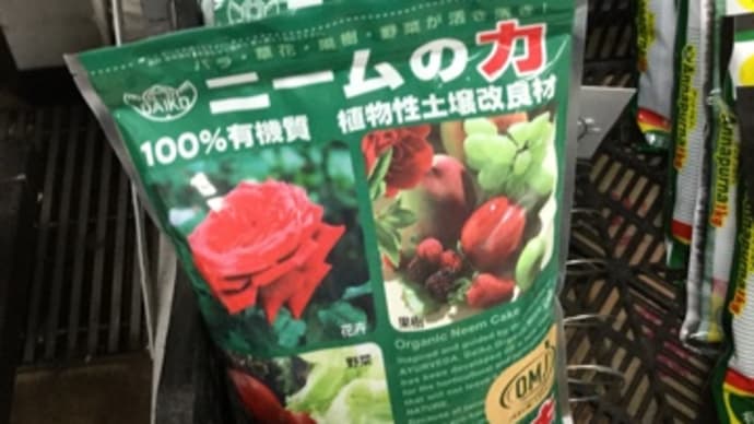 亡き父が大好きだった一寸空豆。収穫の時期には、もう天国へ…又種蒔き開始❣️