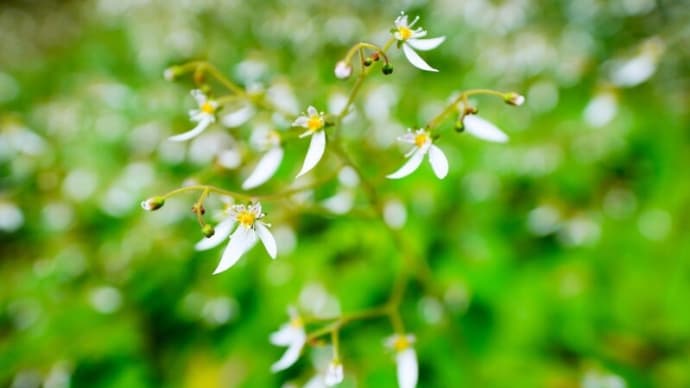 ユキノシタがたくさん咲きました!(板橋区立赤塚植物園 2025.5.18撮影)