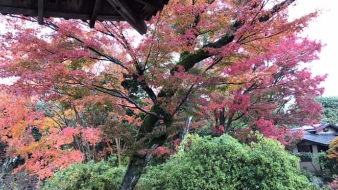 紅葉の京都へ(3)