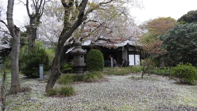 東京国立博物館 庭園 桜
