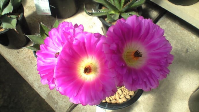「紫太陽」の花
