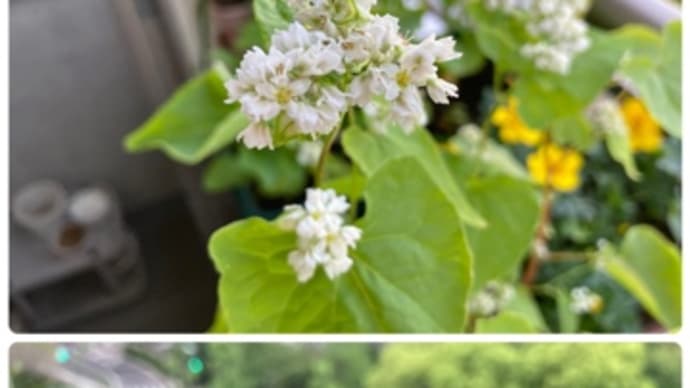 蕎麦の花と実