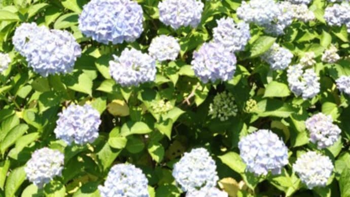 １７日はガラもなく甲種輸送を撮影