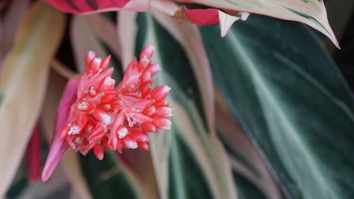 冬の花：ストロマンテ・サンギネア