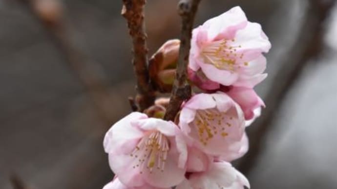 新宿御苑　翔天亭横の大きなカンザクラが咲きだす　　　12