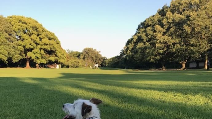 5月最後の爽やかな週末は・・・夕散歩も充実!