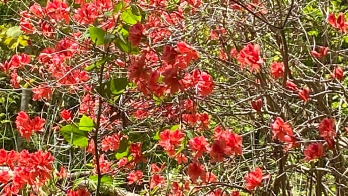 山小屋の散歩路に咲く花!