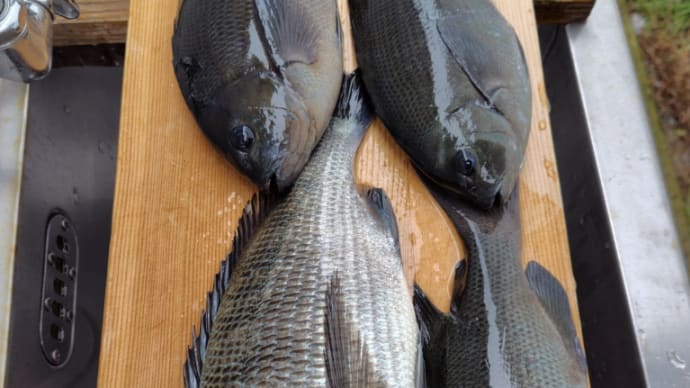 釣り初め
