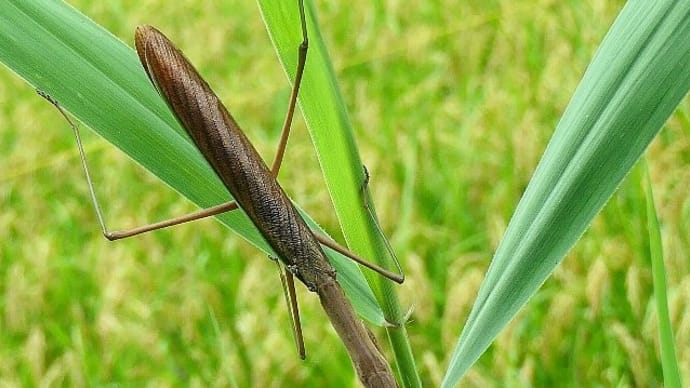 田んぼの害虫ハンターカマキリ