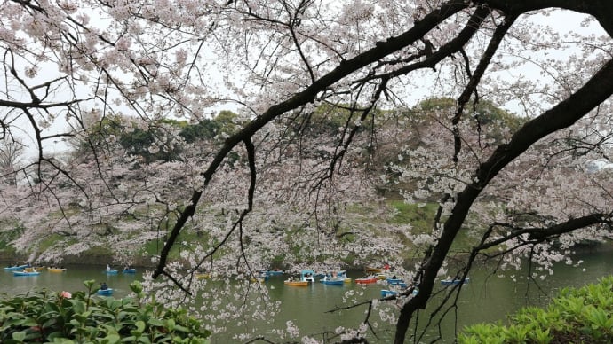 ソメイヨシノ 東京都千代田区千鳥ヶ淵(6)ボート場から靖国方面へ