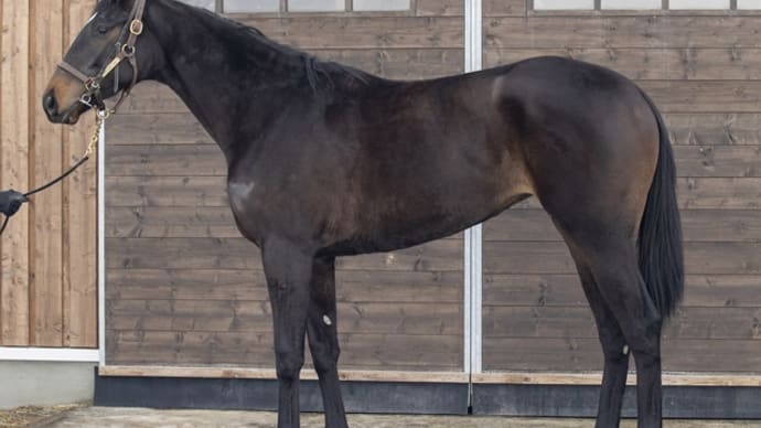 スペルオンミーの21、馬名は『エルフストラック』