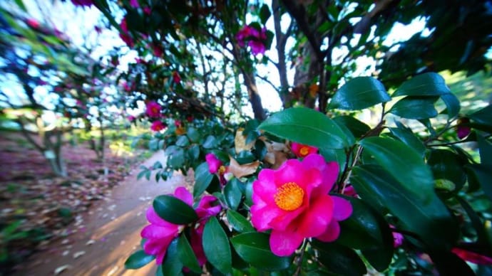 サザンカ、ツバキの花と竹林(赤塚植物園 2022.12.18撮影)