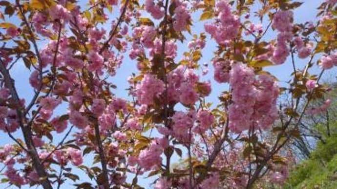大山桜が見頃です