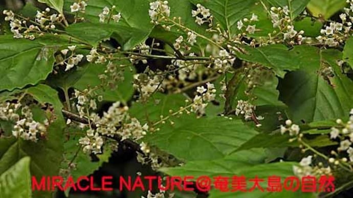 シマイズセンリョウの花