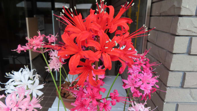 植物園の花