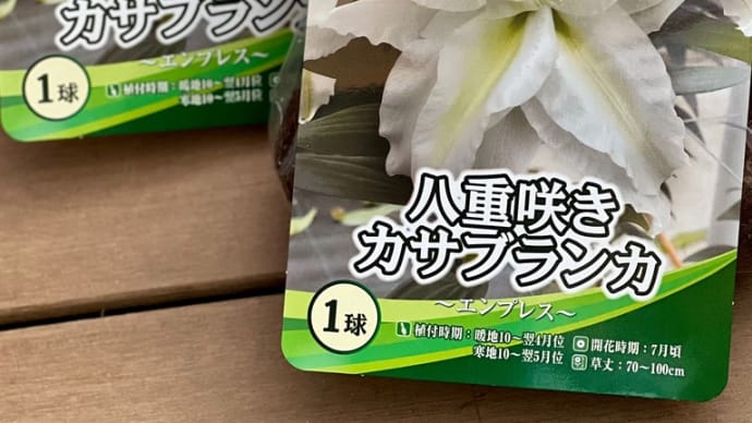 八重咲きカサブランカを植え付けました