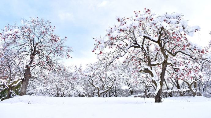 雪野原の柿の木。