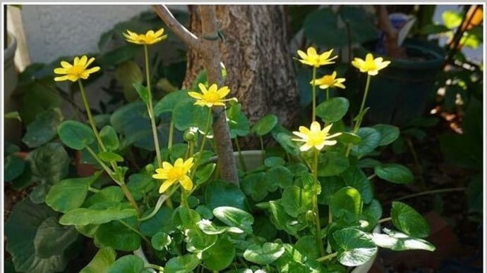 ヒメリュウキンカ(姫立金花)ヒマラヤユキノシタ
