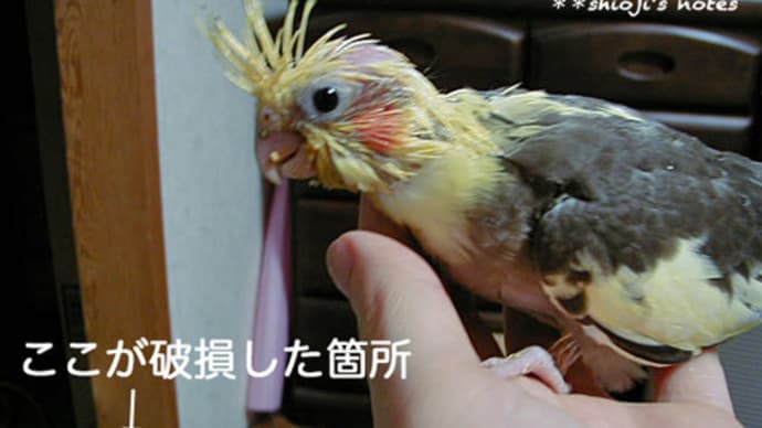 うちのオカメインコ・回顧編2