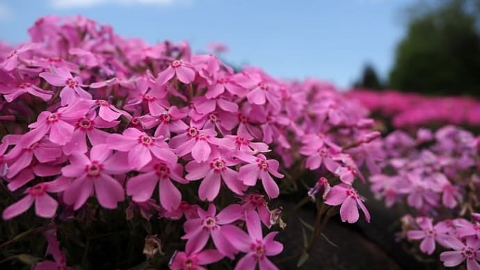 撮影会@羊山公園 芝桜の丘