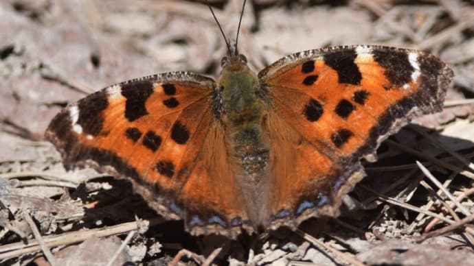 新潟の野蝶 ヒオドシチョウ