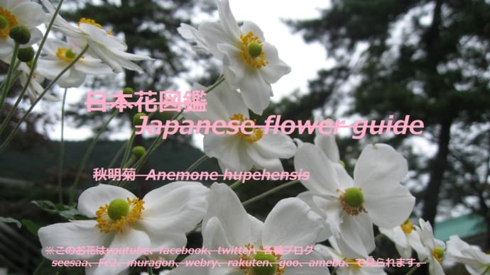 秋の白い風?!Autumn white wind? !!