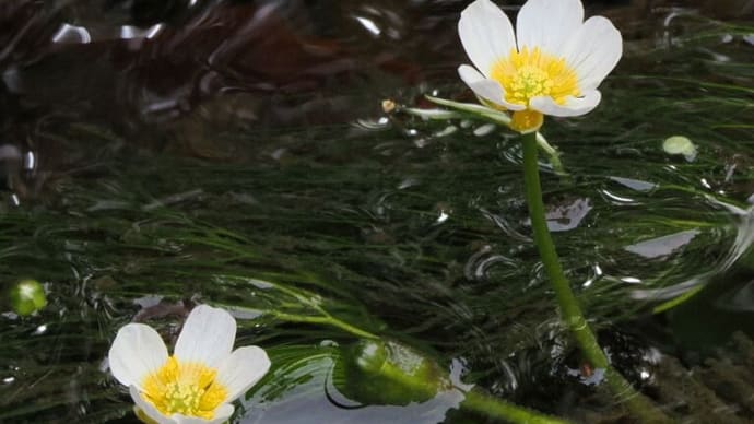 オオバオオヤマレンゲが咲き出した京都府立植物園にて(PartⅢ)