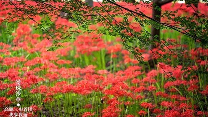 曼珠沙華、さまざまな彩り。