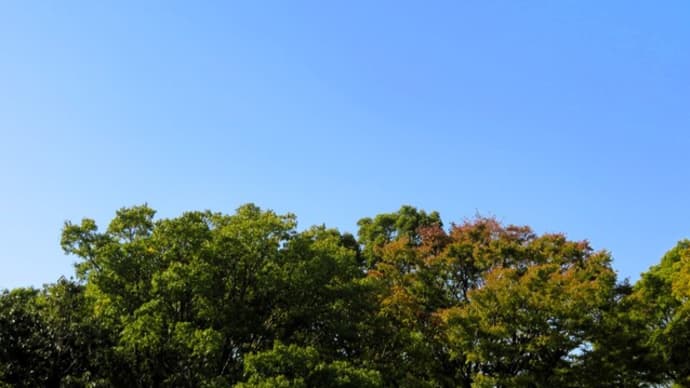 11月なのに・・・