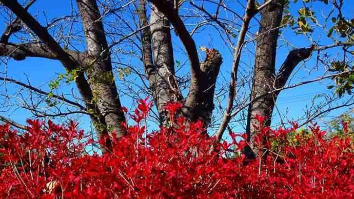 S公園の公孫樹