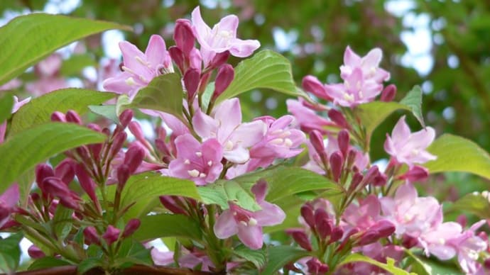 春の花:空木②