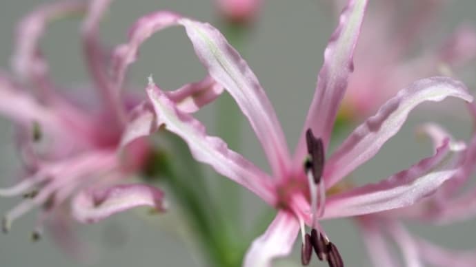 ダイヤモンドリリー・花びらがキラキラ輝くのはどうして?
