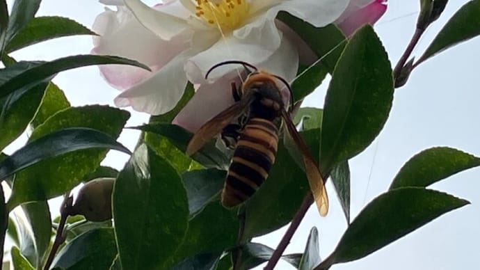 山茶花にスズメバチが！！