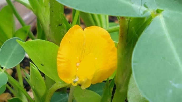 落花生の開花