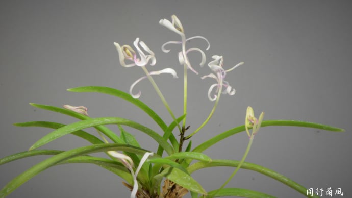 富貴蘭の花 南国の舞・小野小町