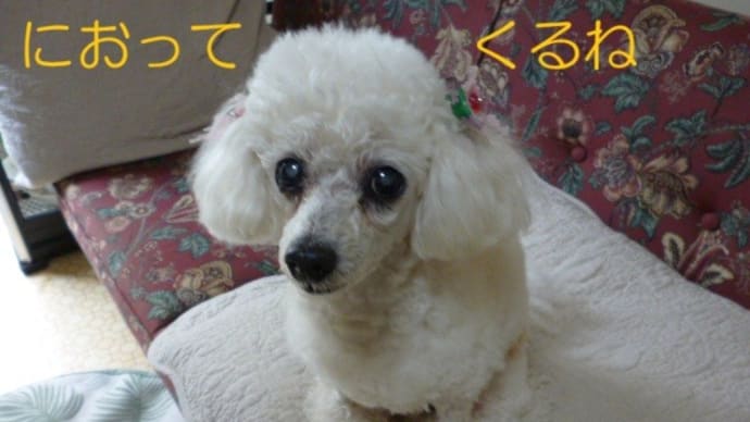 今日で4月が終わる… ( ̄△ ̄) 羽衣ジャスミンのにおいに…虫よけハッカ~