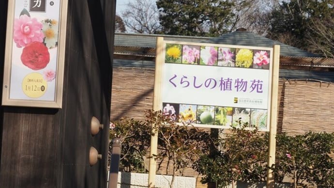 にしさんの花日記 冬の華 サザンカ 国立歴史民俗博物館付属 くらしの植物苑