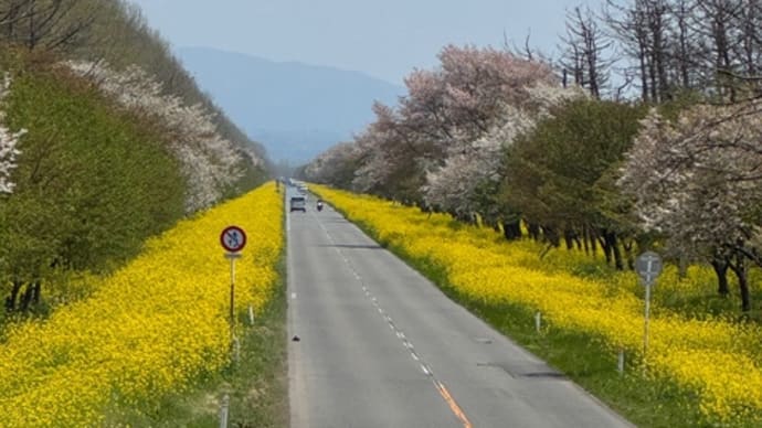 菜の花まつりへお届けに