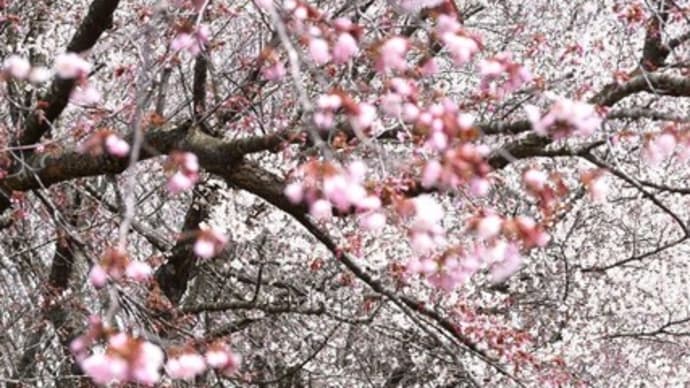 サクラ開花しましたが~足踏み状態です