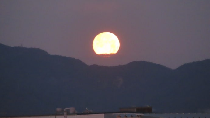 今季初のオオジュリン ・・・ 1月28日 淀川十三で